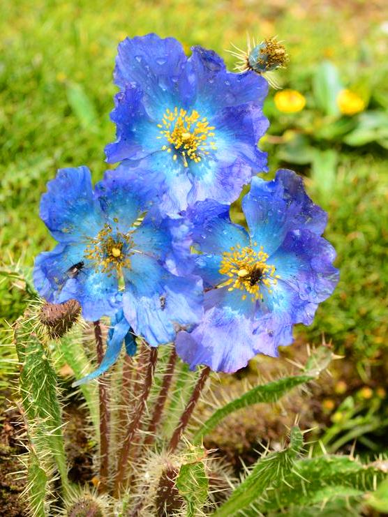 10 Days Shangri-La Green-headed Meconopsis Tour