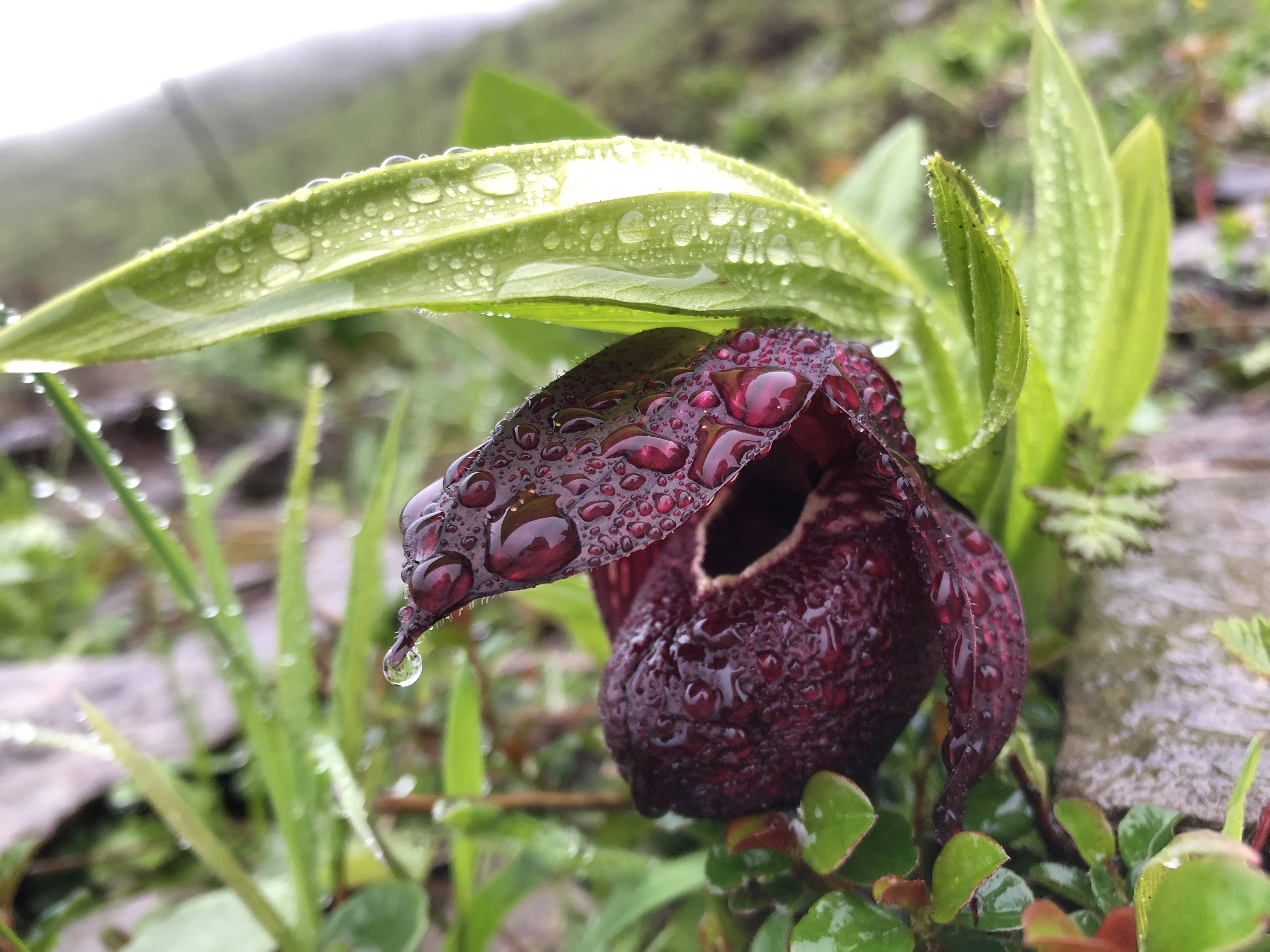 12-Day Early Summer Alpine Flower Photography Tour in Western Sichuan