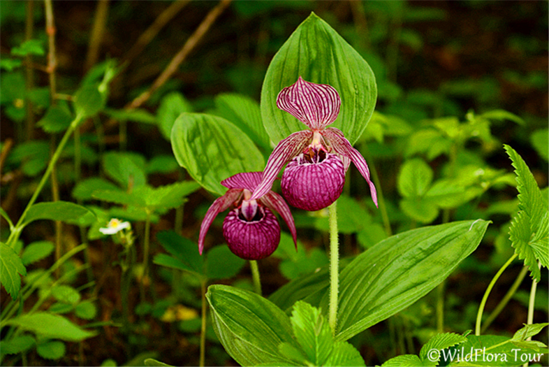 8-Day Southern Western Sichuan Flower Trekking Tour