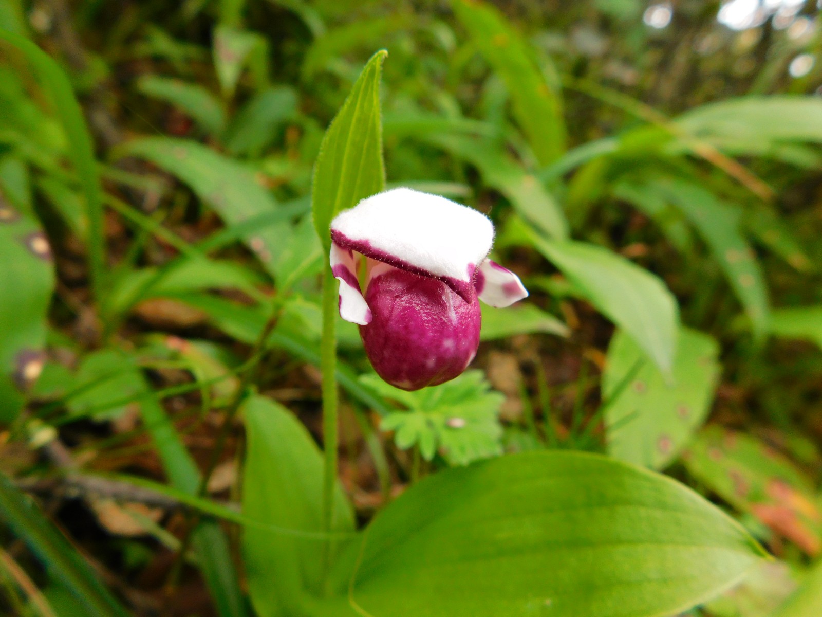 06-29 - 12 - Yajiageng - 2 - Cypripedium guttatum (1).JPG