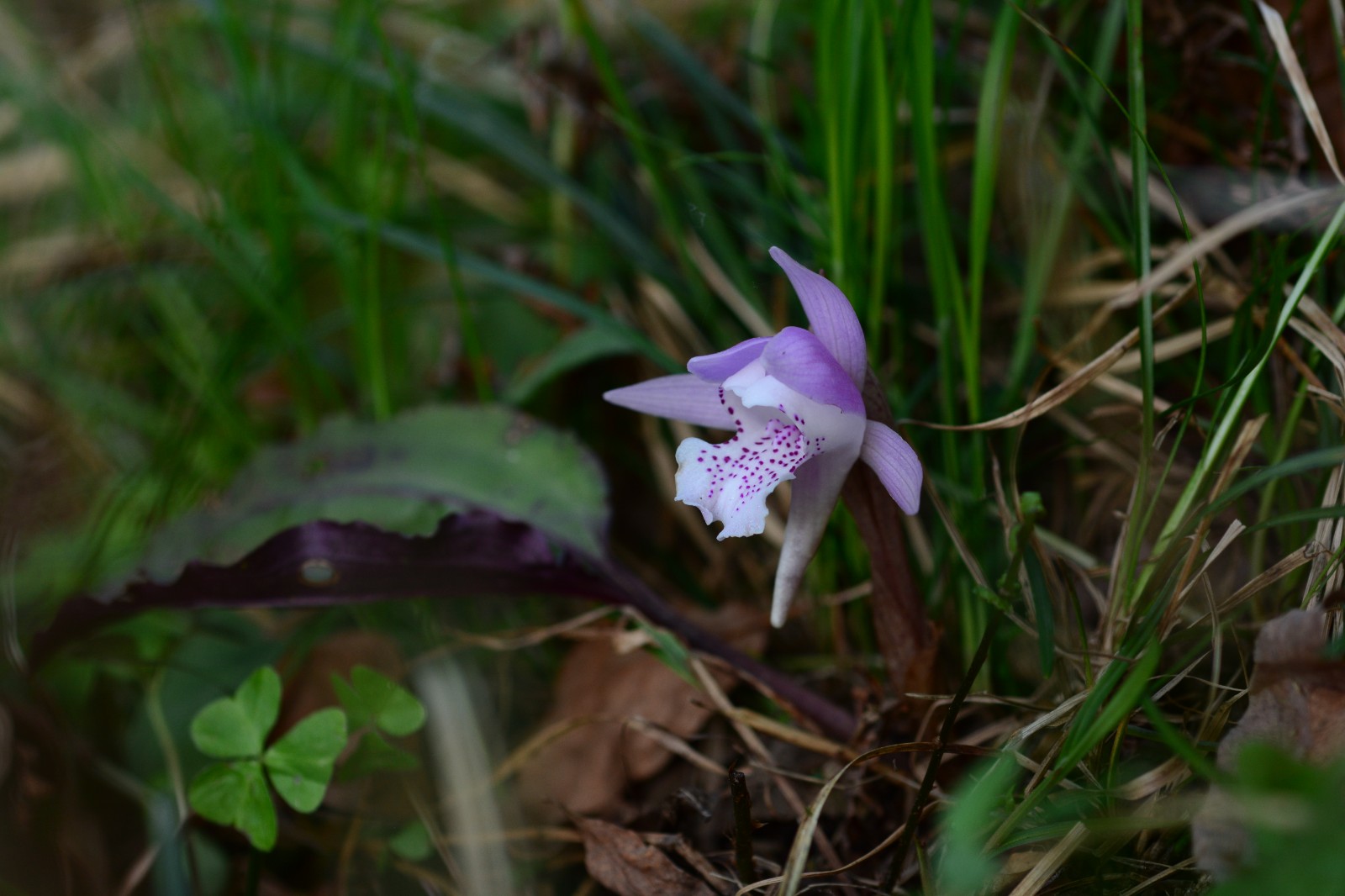 DSC_6076 独花兰.JPG