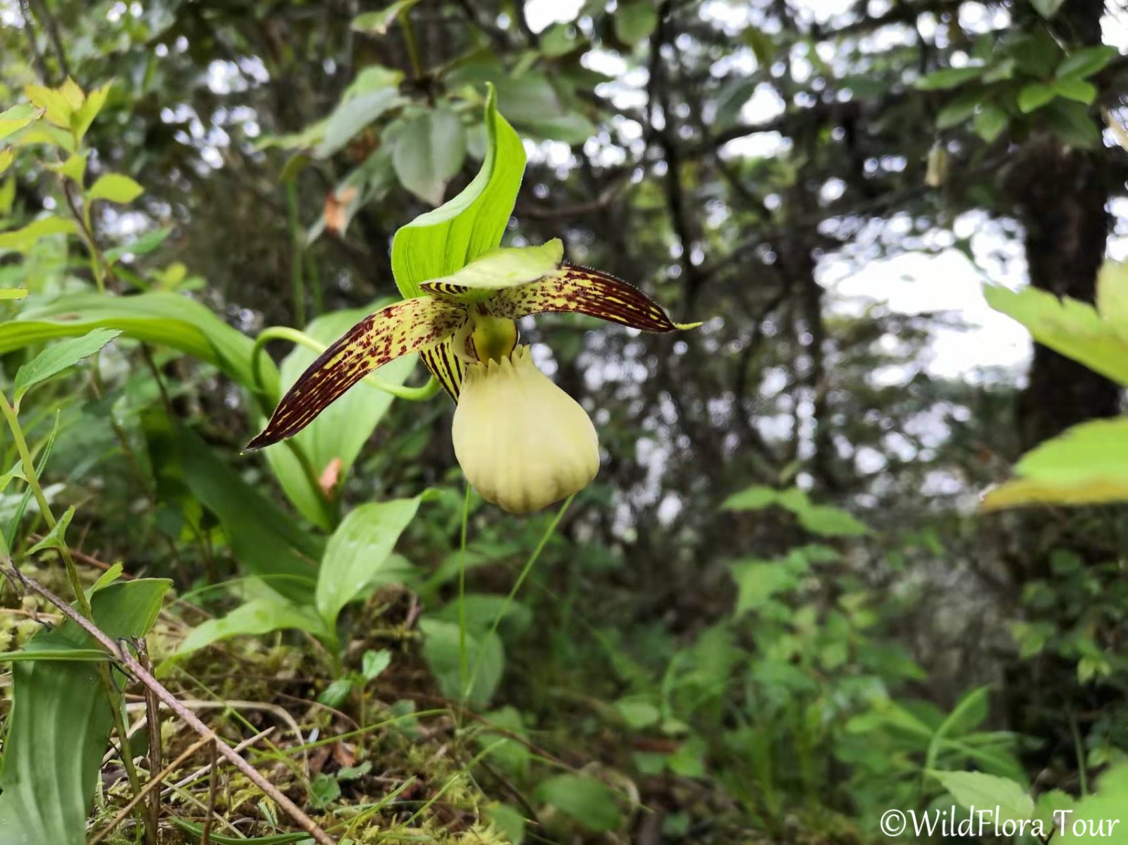 Cypripedium farreri 华西杓兰by Cory.jpg