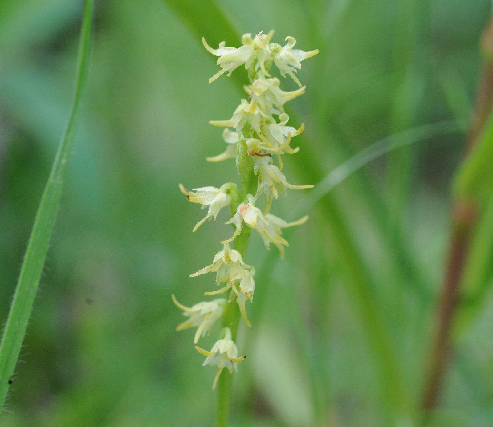 DSC_4415 角盘兰Herminium monorchis.jpg