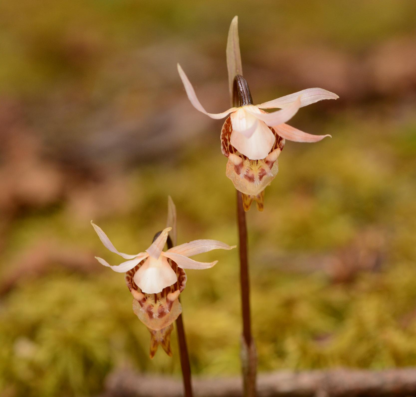 布袋兰Calypso bulbosa.jpg