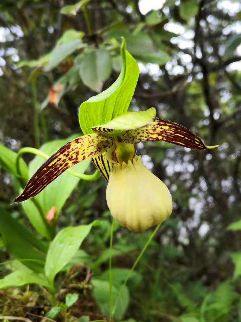 Orchid Wonderland Tour: A 12-day natural and cultural tour of Sichuan