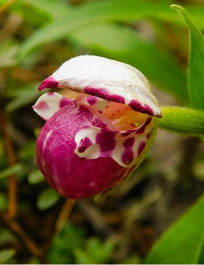 From the Ancient Qiang City to the Fairyland of Jiuzhaigou: 7-Day Cultural and Flower-watching Tour