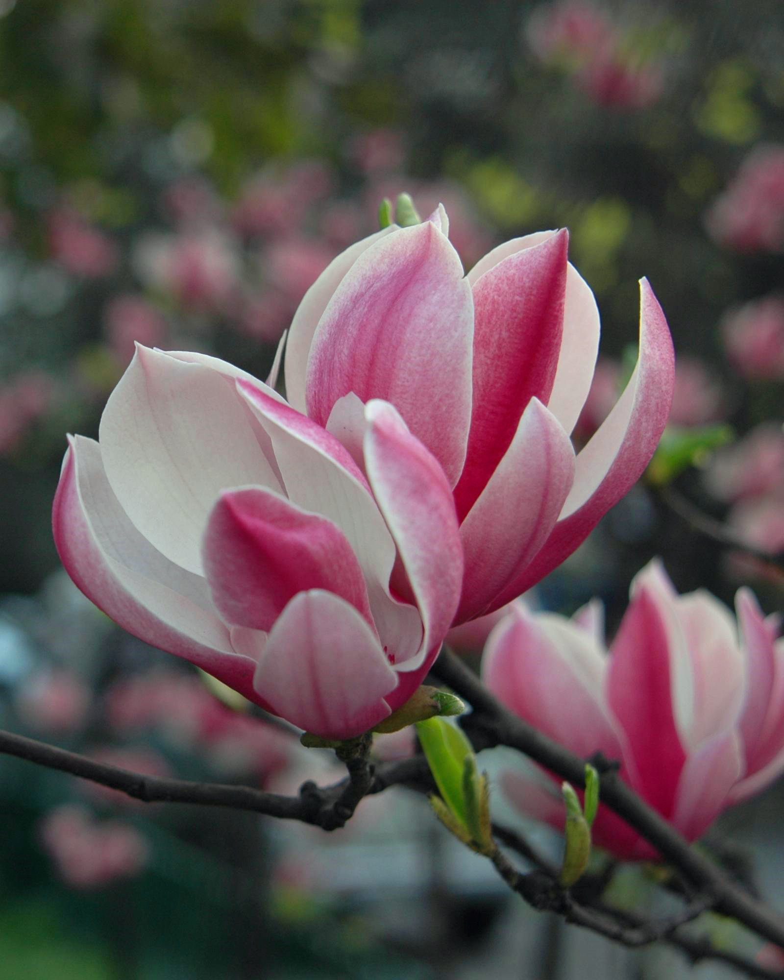 Sea of Purple Flowers in Spring: 10-Day Nature and Culture Exploration in Northwest Sichuan