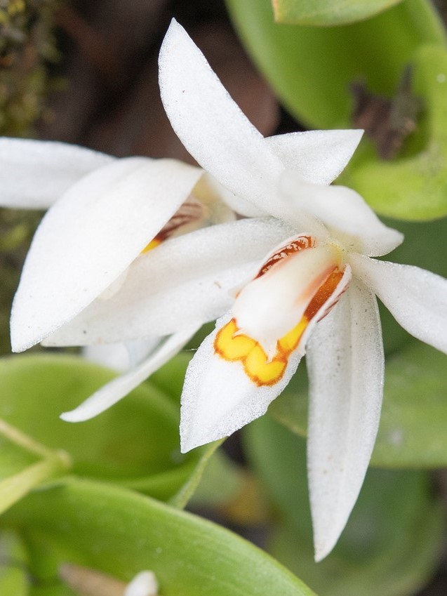 9-Day Hiking & Flower Exploration Tour in Western Yunnan