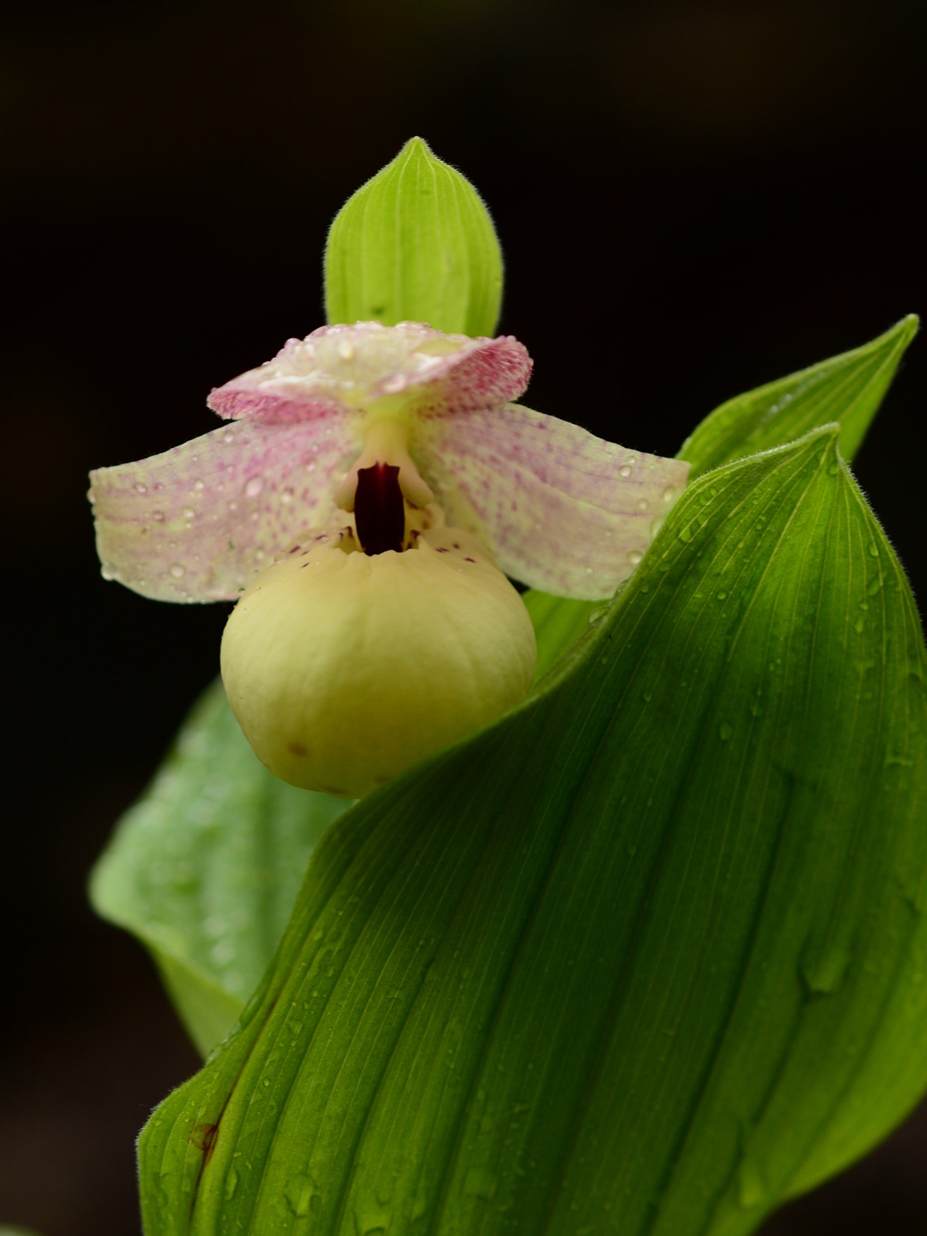 August Expedition: Tracking Wild Orchids in Yunnan