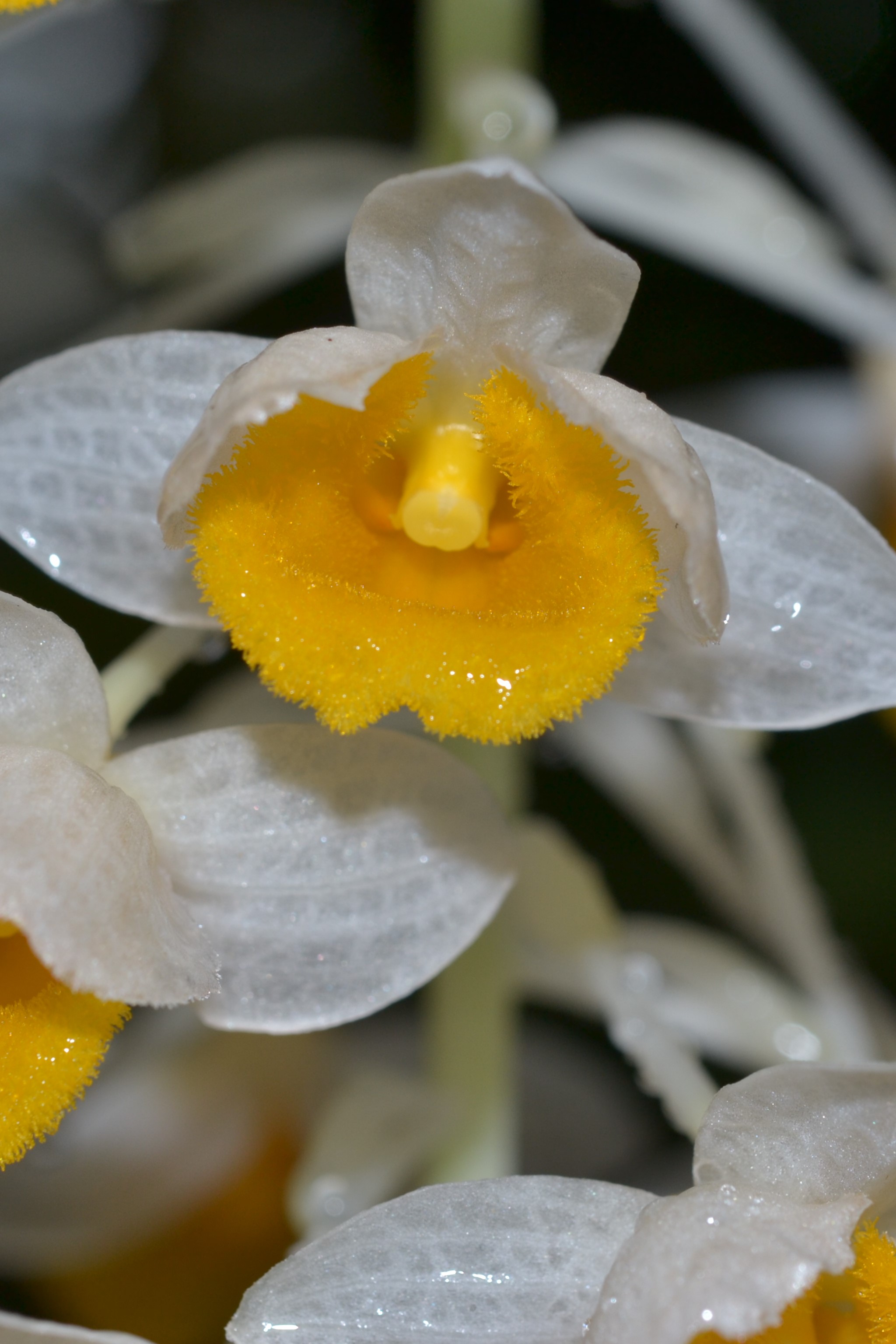 Orchids & Ethnic Charms: A 10-Day Nature & Culture Expedition in Western Yunnan